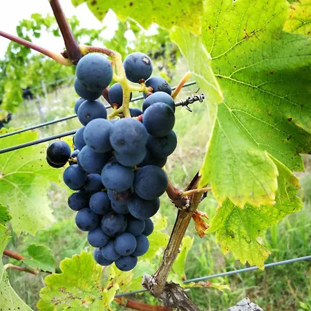 Turisticna Kmetija Hlebec