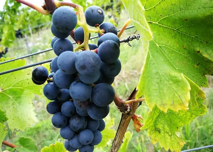 Turisticna Kmetija Hlebec